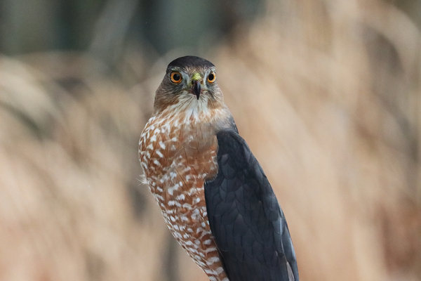 Sharp Shinned Hawk Focused Print