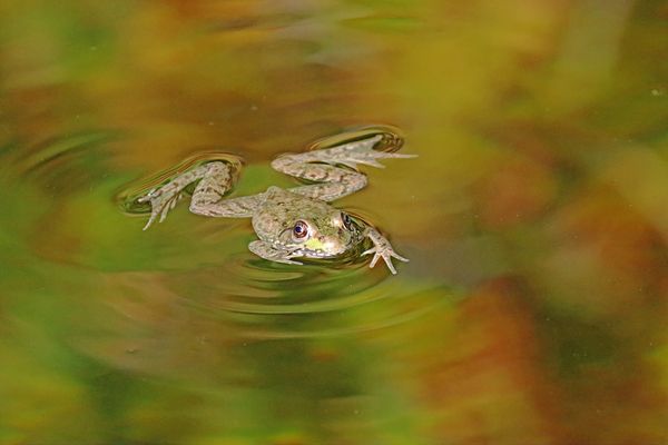 Frog In Autumn Colours by Deb Oppermann