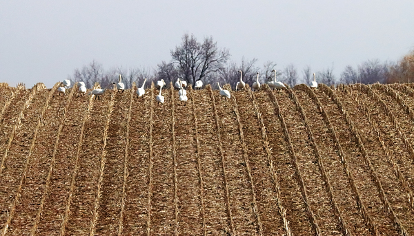 Walk The Line by Deb Oppermann