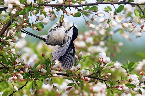 Hanging Black Capped Chickadee With Wings Open by Deb Oppermann