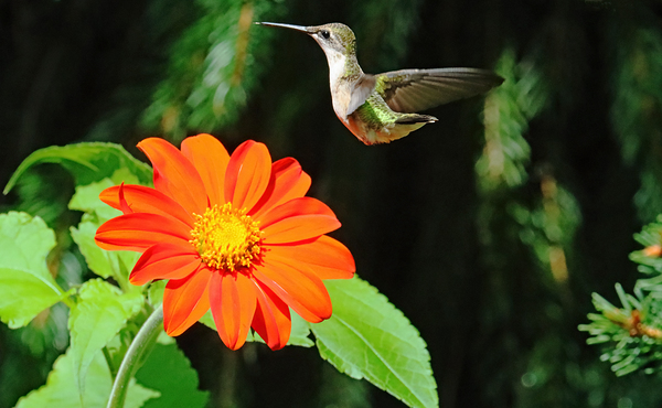 Hummingbird Fly By by Deb Oppermann