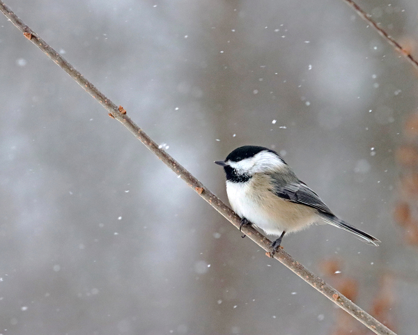 Black Capped Chickadee In Snowfall by Deb Oppermann