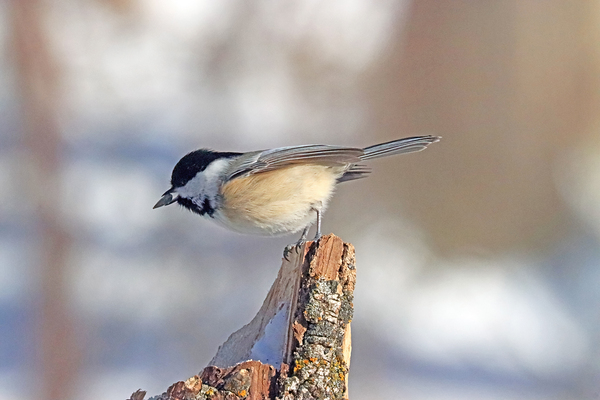 Black Capped Chickadee With Seed I by Deb Oppermann