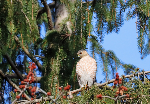 Sharp Shinned Hawk Focused On Intruder Below by Deb Oppermann