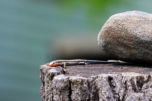 Juvenile Five Lined Skink Print