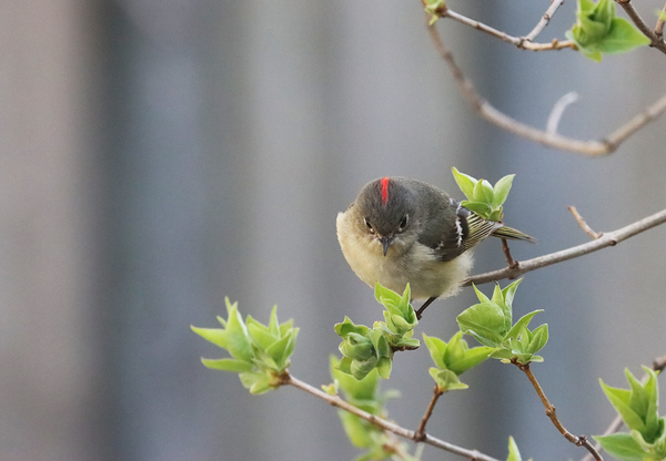 Ruby Crowned Kinglet In Angry Bird Mode by Deb Oppermann