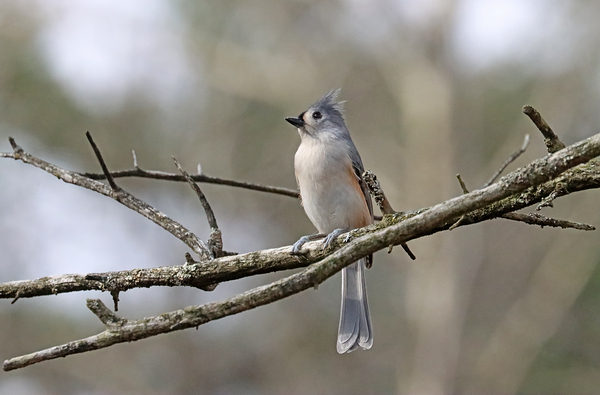 Tufted Titmouse Perched Print
