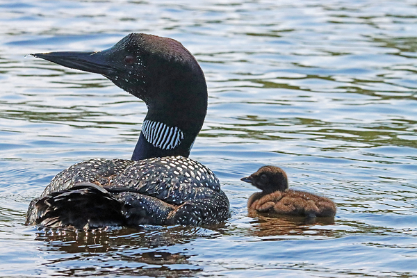 Common Loon And Chick I by Deb Oppermann