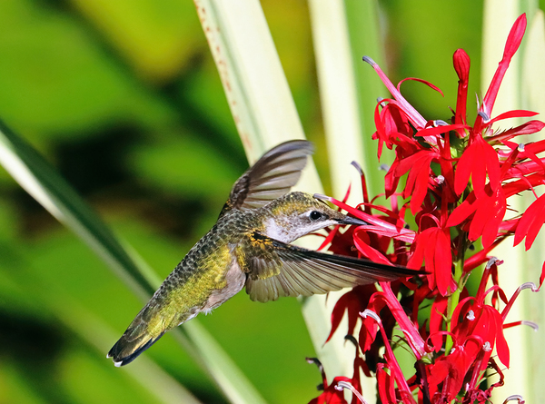 Sweet Hummingbird Sweet Nectar by Deb Oppermann