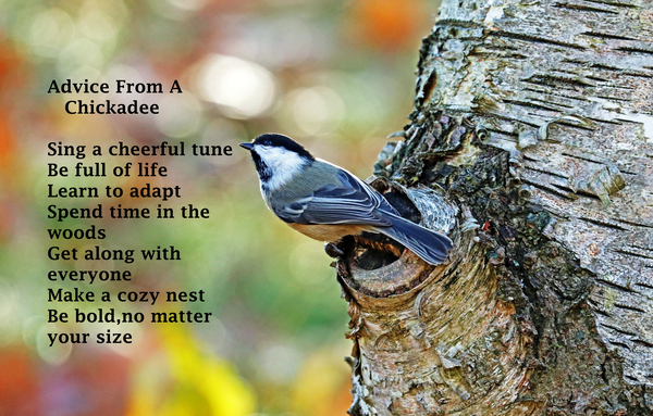 Advice From A Chickadee Print