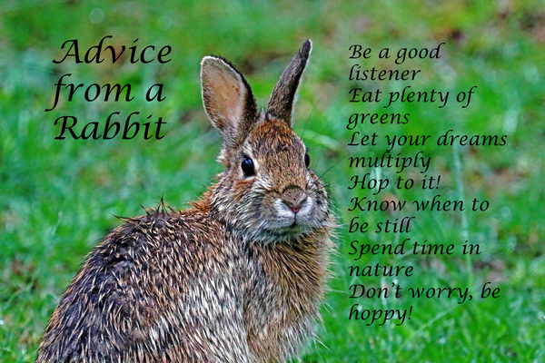Advice From A Rabbit Print