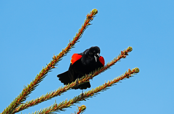 Always Has Something To Say by Deb Oppermann