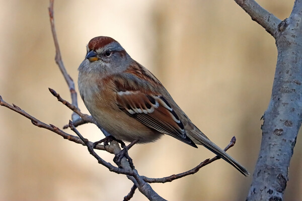American Tree Sparrow Close Up by Deb Oppermann