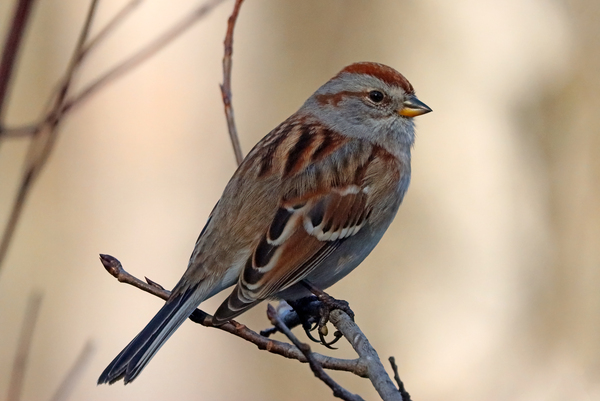 American Tree Sparrow Up Close by Deb Oppermann