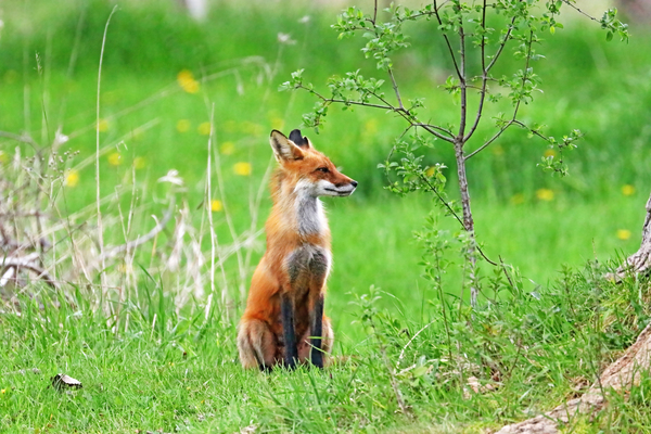 Relaxed Red Fox Print