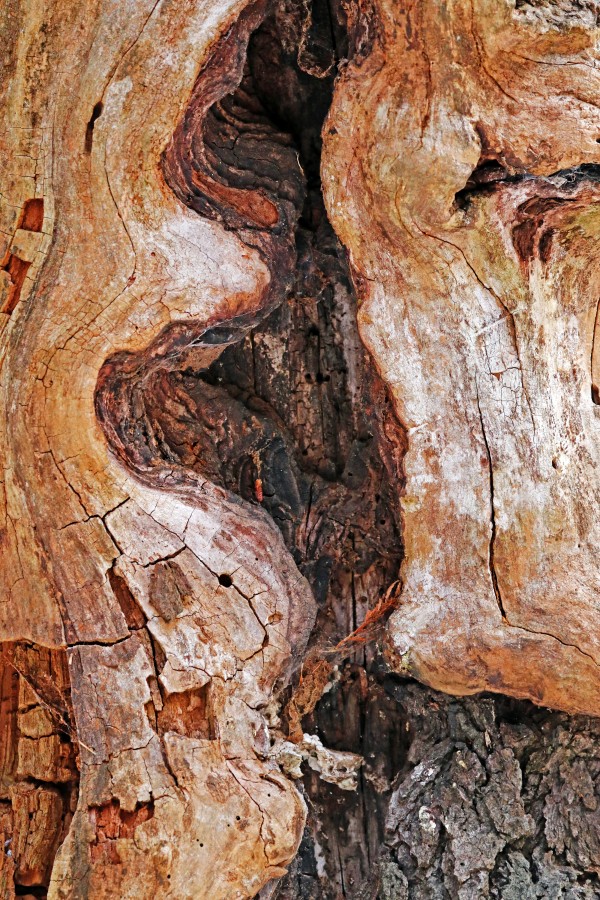 Bark Curves Print