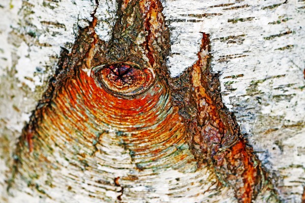 Belly Button Birch Print