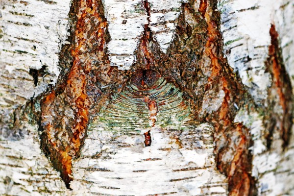Belly Button Birch I Print