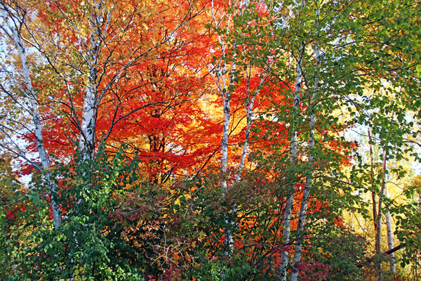 Birch And Maple In Autumn by Deb Oppermann