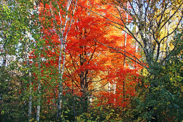 Birch And Maple In Autumn I by Deb Oppermann