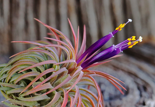 Blooming Tillandsia Print