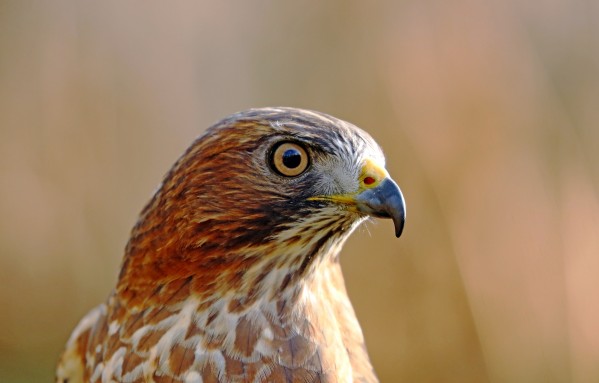 Broad Winged Hawk In Profile In Autumn by Deb Oppermann