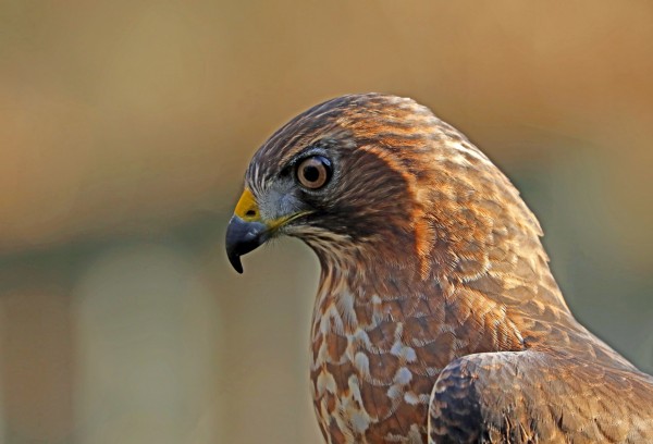 Broad Winged Hawk In Thought by Deb Oppermann