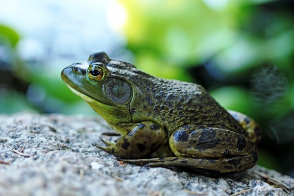 Bullfrog by Deb Oppermann