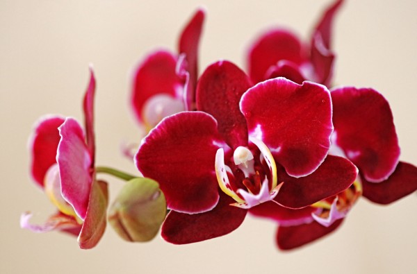 Burgundy Red Orchids by Deb Oppermann