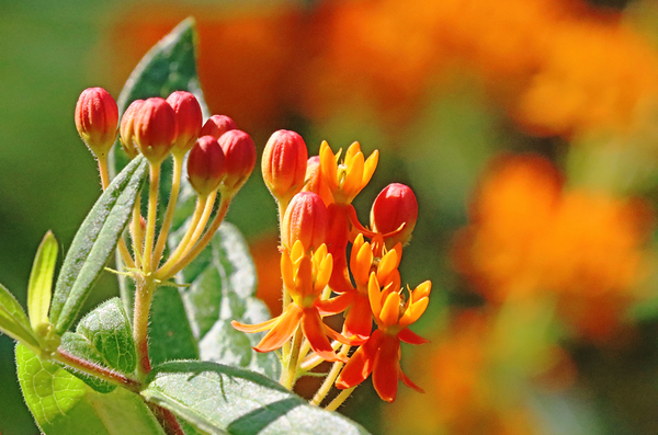 Butterfly Weed by Deb Oppermann