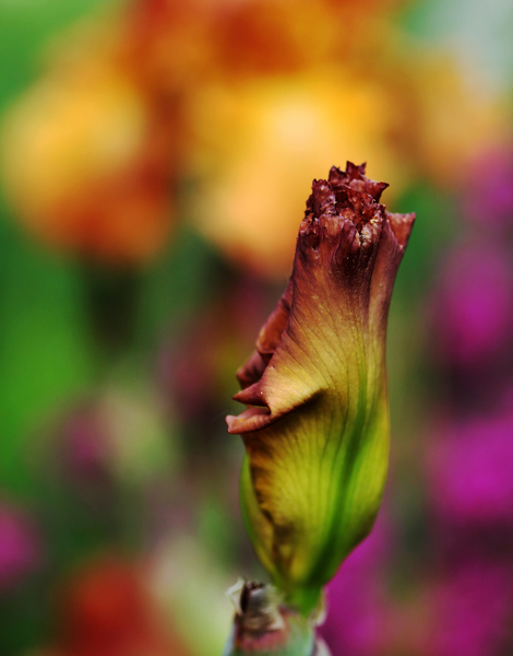 Butterscotch Bud Print