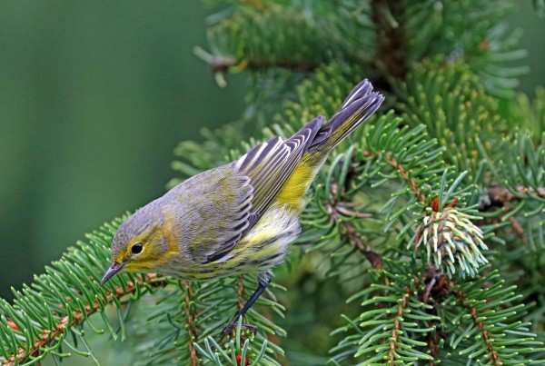 Cape May Warbler In Spruce Tree by Deb Oppermann