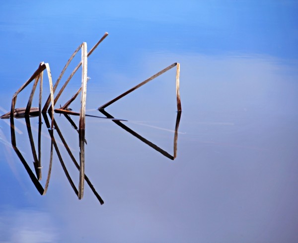 Cattail In Reflection Print
