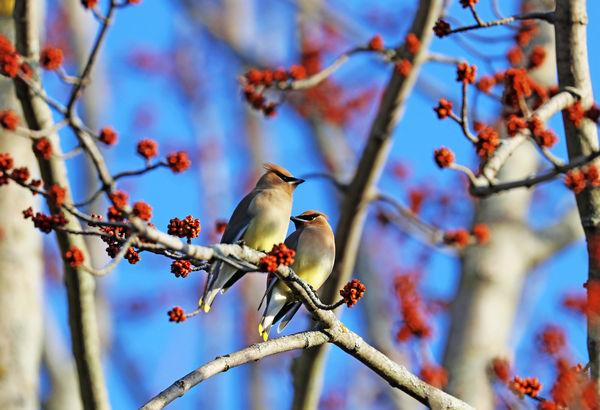 Cedar Waxwing Pair In Spring Maple Tree by Deb Oppermann