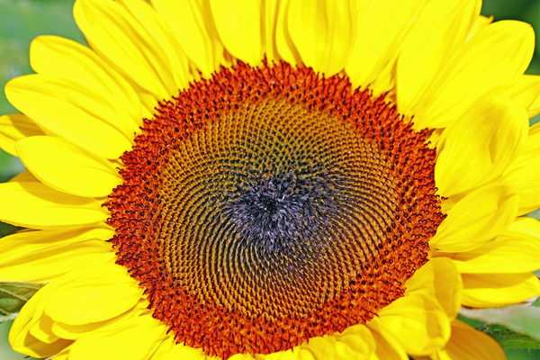 Center Of Excellence by Deb Oppermann