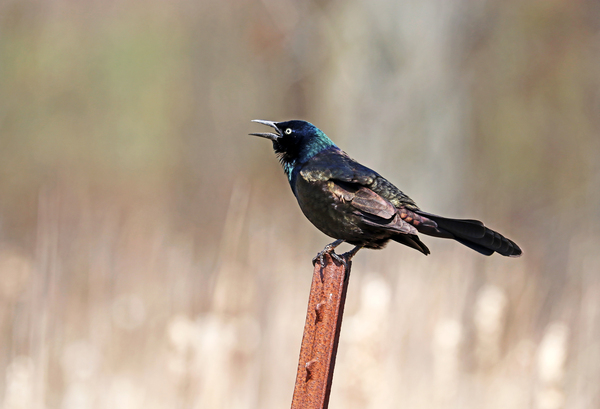Chattering Grackle by Deb Oppermann