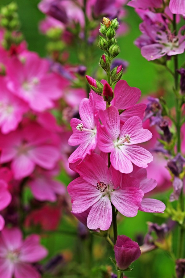 Checker Mallow Print