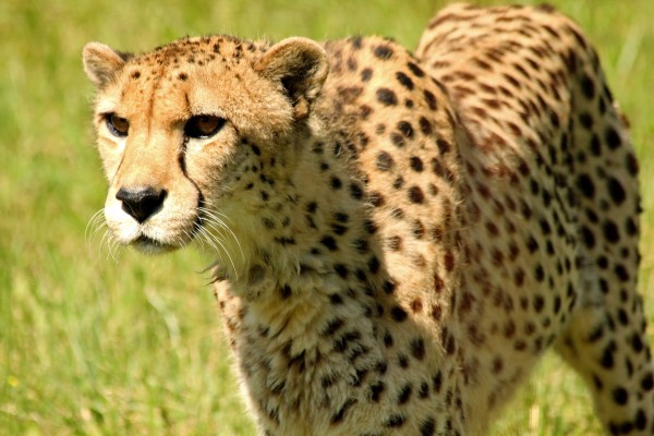 Cheetah Print