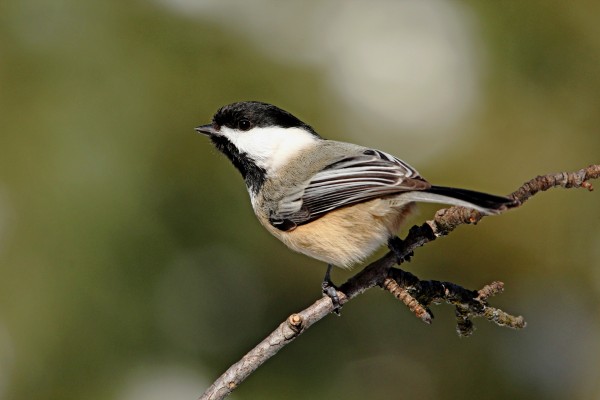 Chickadee Imprimer