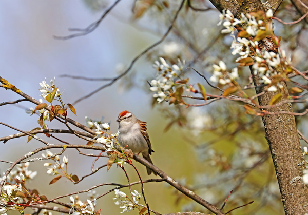 Chipping Sparrow In The Serviceberry by Deb Oppermann