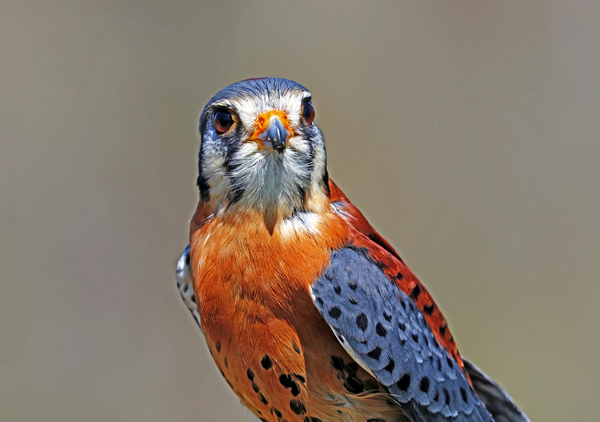 Scrappy Little Raptor by Deb Oppermann