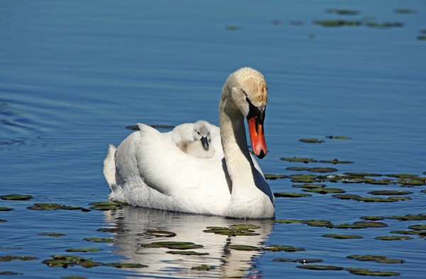 Comfy by Deb Oppermann