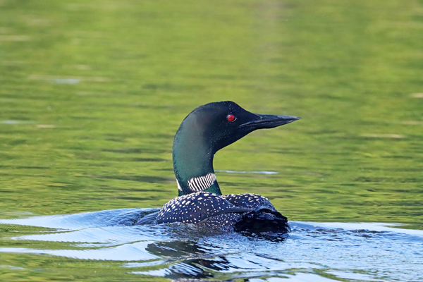 Common Loon Profile Print