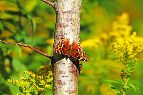 Compton Tortoiseshell Butterfly Print