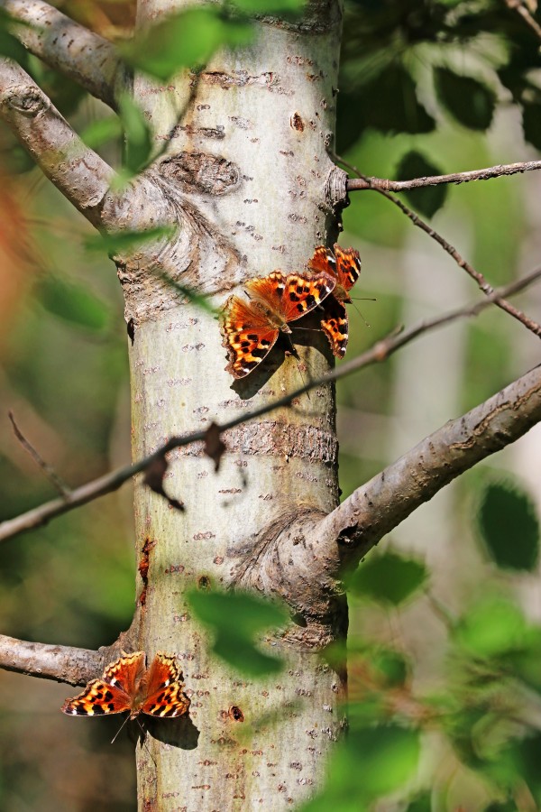 Compton Tortoiseshells On Poplar by Deb Oppermann