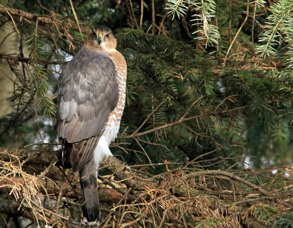 Coopers Hawk In Predator Mode by Deb Oppermann