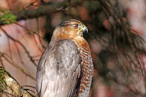 Coopers Hawk In Profile  by Deb Oppermann