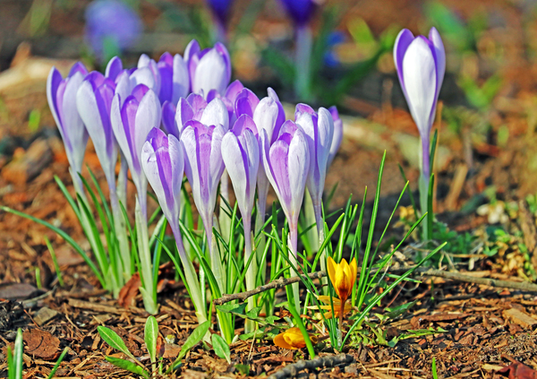 Crocus In The Wild by Deb Oppermann