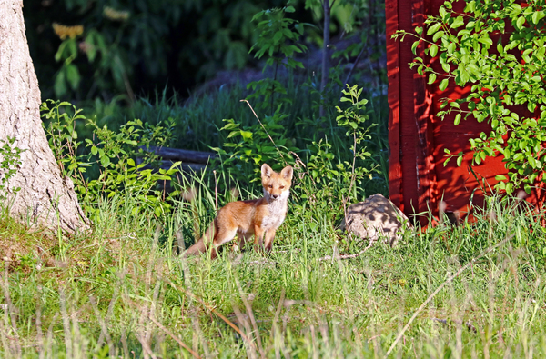 Curiosity by Deb Oppermann