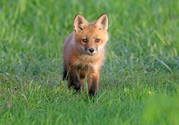 Curious Fox Kit Print